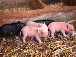 El puerquito vietnamita además de ser una original mascota, es un compañero amoroso y noble. ESPECIAL /