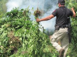 La Sedena destruyó 153 hectáreas de plantíos. ARCHIVO /