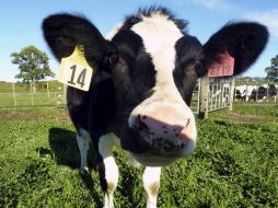 Previo intercambio de los cromosomas sexuales, la vaca se convertiría en un toro. ARCHIVO /