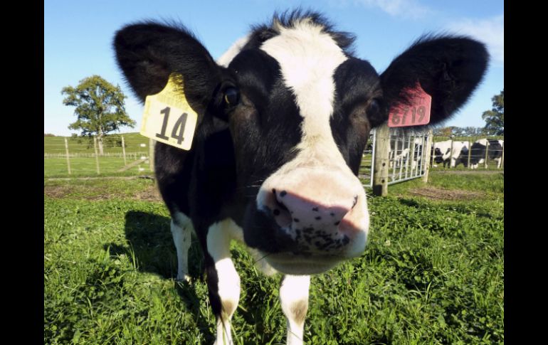 Previo intercambio de los cromosomas sexuales, la vaca se convertiría en un toro. ARCHIVO /