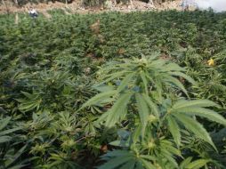 La mayoría de votos en el Senado convertiría a Uruguay en el primer país del mundo que legaliza la mariguana completamente. ARCHIVO /