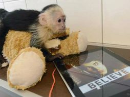 Justin Bieber abandonó a su mono ''Mally'' en Alemania, y fue trasladado al Parque Serengety. ESPECIAL /