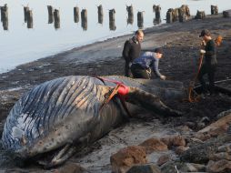 Otra ballena de la misma especie, fue encontrada recientemente sin vida en la playa paulista de Guarujá. ARCHIVO /