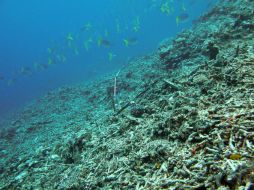 La devastación de los santuarios marinos a causa de la explotación del hombre repercute a pasos acelerados. ARCHIVO /