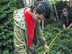 La demanda de los pinos naturales se populariza sobre los artificiales.  /