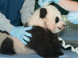 Bao Bao tendrá su primera presentación pública a principios de 2014. AP /