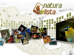 Desde el sitio conabio.inaturalist.org se puede participar en la dinámica de la aplicación. ESPECIAL /
