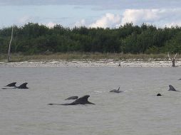 Las ballenas son de la especie 'piloto' o 'calderón común', están protegidas y son abundantes en el océano Atlántico. ARCHIVO /