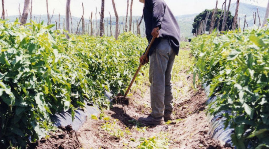 Existe una gran cantidad de profesionistas del sector agroalimentario que están subutilizados. ARCHIVO /