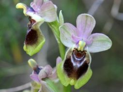 Los estudios denominaron a la especie como Platanthera azorica. ESPECIAL /
