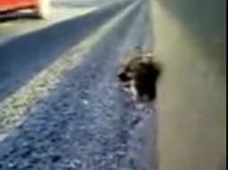 Imagen del cachorro, a la mitad del Periférico, junto a la barrera de contención, justo antes de su rescate.  /