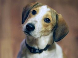 El equipo desarrollador aclara que No More Woof es tecnología totalmente amigable con los perros. AP /