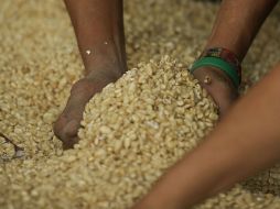 Se calcula que hay cerca de un millón 050 mil toneladas de maíz bajo contrato y 450 mil sin él.  /