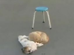 El pequeño can permaneció recostado junto a su amigo durante un largo periodo de tiempo. ESPECIAL /