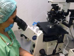 Los investigadores encontraron que la hormona pregnenolona disminuye la actividad en el cerebro del receptor de canabinoide. ARCHIVO /