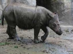 Si el emparejamiento es exitoso, 16 meses después el zoológico estará celebrando el cuarto nacimiento de un rinoceronte de Sumatra. ESPECIAL /