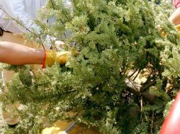 Los árboles que son desechados aún verdes y secos son seleccionados para convertirlos en mejoradores de suelo. ARCHIVO /