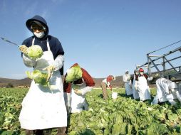 Existen diferentes realidades en cada una de las regiones del campo mexicano, considera Octavio Jurado, el gerente de la AMSDA. ESPECIAL /