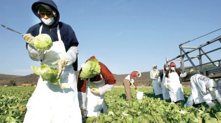 Existen diferentes realidades en cada una de las regiones del campo mexicano, considera Octavio Jurado, el gerente de la AMSDA. ESPECIAL /