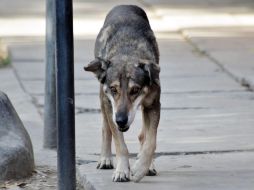 'Hachi' ha hecho de una avenida su hogar y llora en la esquina donde ocurrió el accidente que le quitó a su amo. EFE /