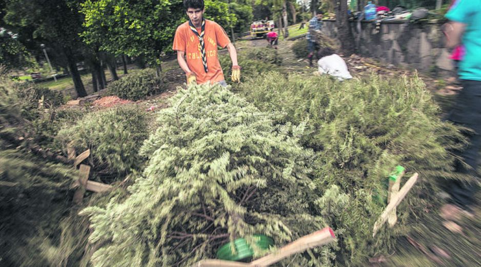 Nuevo uso. La composta obtenida de los árboles recolectados será empleada como abono para los jardines y camellones de la ciudad.  /