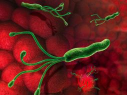 Son orgnismos 'multiuso' que podrían emplearse en industria acuícola y la producción de plástico biodegradable.FOTO: IP ESPECIAL /