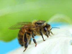 Los sensores suponen un 20 por ciento del peso que suele cargar una abeja. EFE /