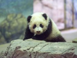 Bao Bao, la inquilina favorita del zoológico, ya alcanzó un peso de 8.3 kilos. ESPECIAL /