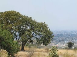 La selección para el director del OPD de La Primavera se hará el 17 de marzo. ARCHIVO /