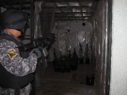 La finca había sido acondicionada con sistemas de riego y clima artificial para el cultivo de mariguana.  /