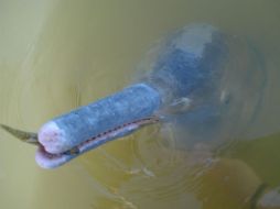 Existen entre 600 y mil 500 ejemplares de la nueva especie de delfín en la región. EFE /