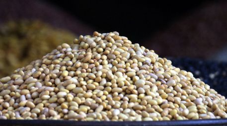 Como su tamaño es mediano, la cantidad a utilizar es menor que con variedades de grano grande. ARCHIVO /