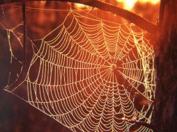 En el caso particular de las fobias, la aracnofobia o el miedo a las arañas son un tema recurrente. EFE /