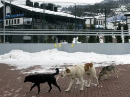 Es común ver perros callejeros en Sochi, que se congregan sobre todo en sitios de construcción. AP /