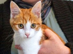 El gato, Oscar, de cinco meses, se encuentra vivo, tiene una pata rota y será operado próximamente. AFP /