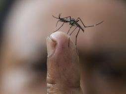 Los científicos encuentran una cantidad inusitada de un grupo de RO en los cuerpos de los mosquitos macho. ARCHIVO /