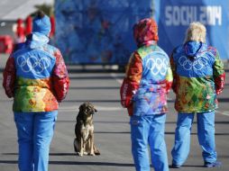 Un perro permanece cerca de las instalaciones olímpicas, rodeado de voluntarios de Sochi 2014. AP /