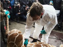 Se prevé el sacrificio pese a la indignación que generó la 'ejecución' de Marius el pasado domingo. ARCHIVO /