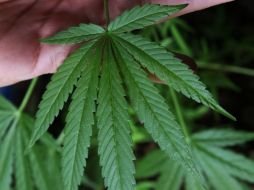 Las entidades estarían facultadas para regular el cultivo de la hierba y fomentar su uso bajo prescripción médica. AP /