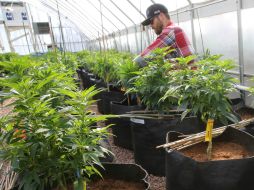 Se propone dar facultades a los estados para regular el cultivo de mariguana. ARCHIVO /