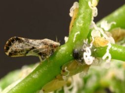 Imagen del llamado 'dragón amarillo'. ARCHIVO /