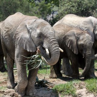 Especies protegidas se extinguen mil veces más rápido de lo natural
