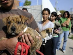 Se podrá vacunar a las mascotas en la sede del Centro de Control Animal, ubicado en Puerto Melaque número 2785, en San Isidro. ARCHIVO /