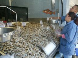 Los 200 pesos que puede llegar a costar un kilo de camarón contrastan con los 25 pesos en los que se oferta el kilogramo de lisa. ARCHIVO /