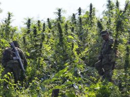 Soldados aseguraron 100 plantíos de mariguana. ARCHIVO /