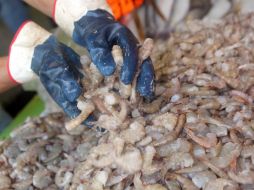 Entre las especies marítimas que serán llevadas a las colonias están los camarones, filete, surimi, marlín, ceviche, pulpo y mojarra. ARCHIVO /