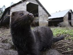 Especies como los visones se han convertido en un peligro para los ecosistemas locales. EFE /