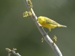 Buscan entender qué partes del sistema nervioso son las que el ave debe aprender a controlar para emitir su canto. ARCHIVO /