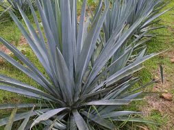 Destacan que los agavins pueden incidir en que las personas se sientan llenas, lo que podría ayudarles a comer menos. ARCHIVO /