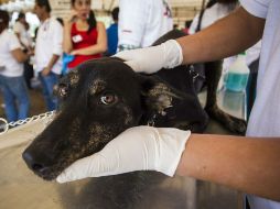 Se contará con mil 185 puestos de vacunación fijos y móviles en todo el estado, a demás de la participación de 984 brigadistas.  /